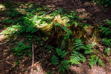 Geniş, eski bir ladin kütüğünün yakın çekimi ormandaki yosunlarla kaplıdır.