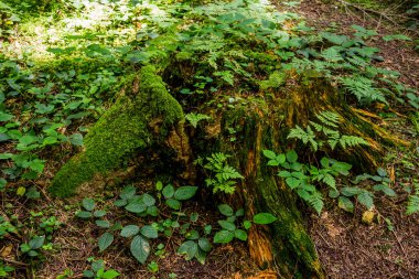 Geniş, eski bir ladin kütüğünün yakın çekimi ormandaki yosunlarla kaplıdır.