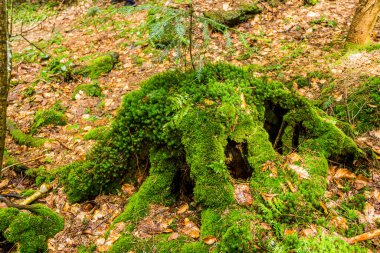 Geniş, eski bir ladin kütüğünün yakın çekimi ormandaki yosunlarla kaplıdır.