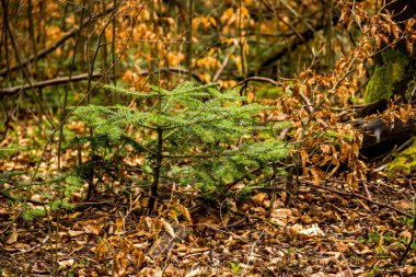 Ormandaki kurumuş yaprakların arasında küçük bir köknar ağacının yakın çekimi.