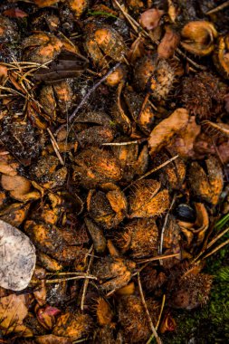Ormandaki kayın fıstığının kuru kabuğunun dokulu arka planının yakın plan görüntüsü.