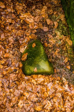 Devasa bir taş adamın burnuna benzeyen kayın yapraklarının arasından fırlayan büyük bir taşın yakın çekimi. 
