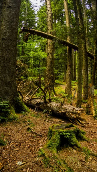 Fallen Stam Granträd Och Stor Gran Stubbe Rikligt Överväxt Med — Stockfoto