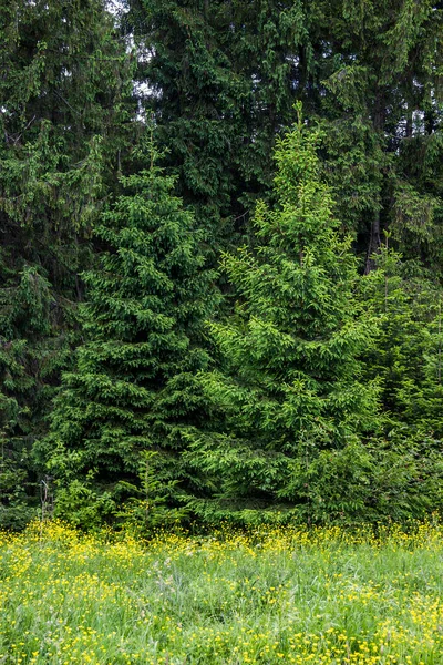 Einige Fichten Der Nähe Des Waldes Den Karpaten Skole Beskids — Stockfoto