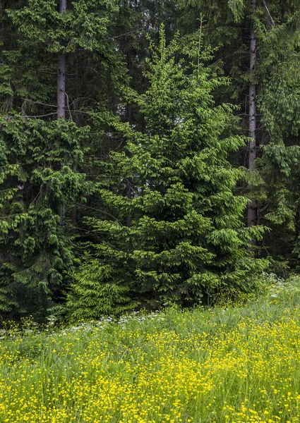 Деякі Ялинки Біля Лісу Карпаті Національний Природний Парк Сколь Бескінз — стокове фото