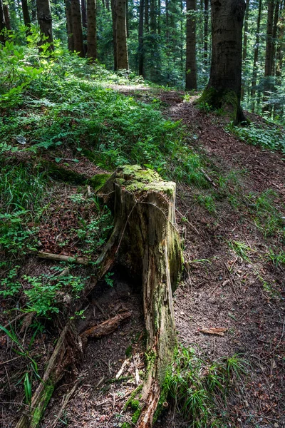 Zbliżenie Dużego Starego Pniaka Świerkowego Obficie Porośniętego Mchem Lesie — Zdjęcie stockowe