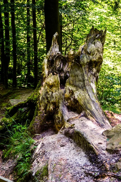 Nahaufnahme Eines Großen Alten Trockenen Baumstumpfes Wald — Stockfoto