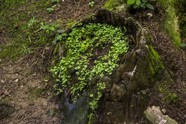 Primer Plano Gran Tocón Abeto Viejo Abundantemente Cubierto Musgo Bosque — Foto de Stock