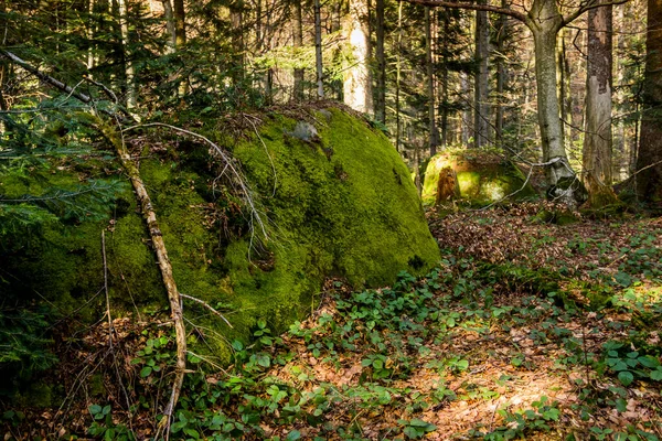 Primo Piano Una Grande Pietra Nella Foresta Dei Carpazi Skole — Foto Stock