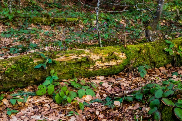 Fallen Trunk Spruse Tree Covered Moss Deep Forest Skole Beskids — Stock Photo, Image