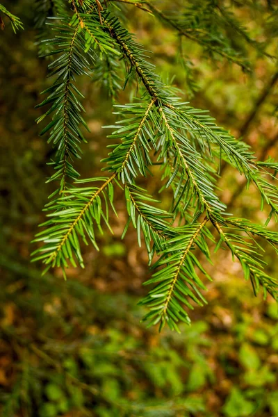 Detail Pobočky Jedle Bělokorá Abies Alba — Stock fotografie