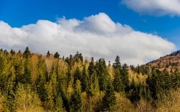 Panorama Över Karpaterna Bergen Skole Beskids National Nature Park Lviv — Stockfoto
