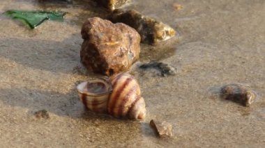 Nehir kıyısındaki suda salyangoz kabuğuna yakın çekim.