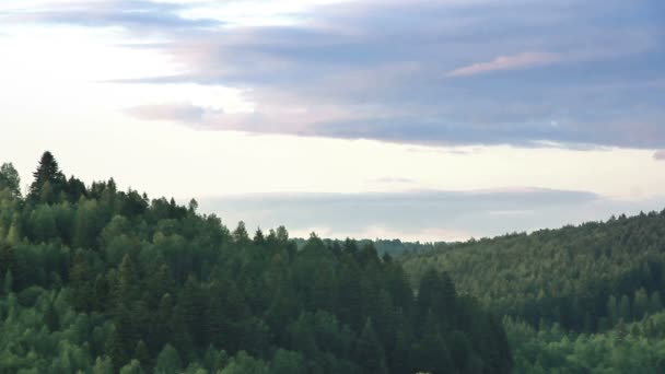 Paysage Forêt Épinettes Dans Les Montagnes Des Carpates Parc National — Video
