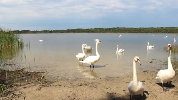 Cisnes Blancos Salvajes Lago Somynets Parque Nacional Natural Shatsk Región — Vídeo de stock