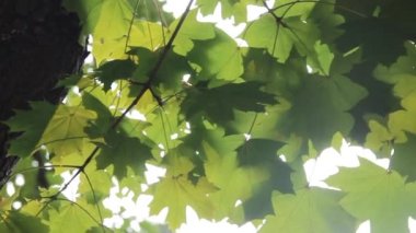 Yeşil akçaağaç yapraklarının dokulu arkaplanının yakın çekimi