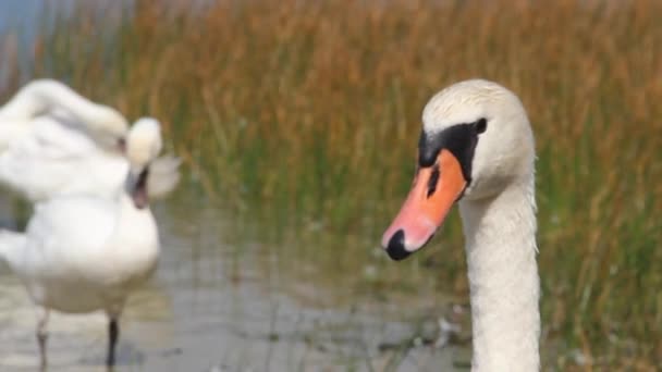 Cisnes Blancos Salvajes Lago Somynets Parque Nacional Natural Shatsk Región — Vídeo de stock