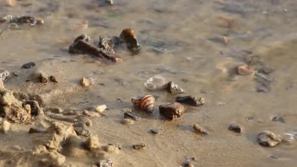 Gros Plan Une Coquille Escargot Dans Eau Sur Plage Rivière — Video