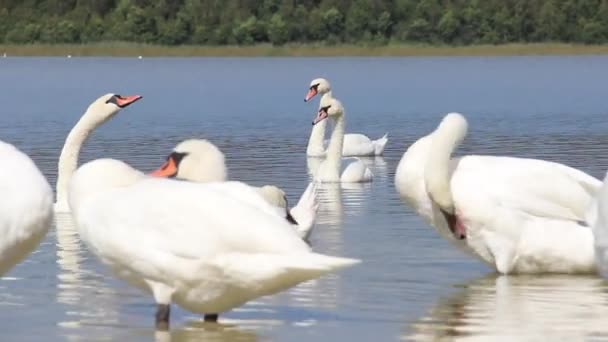 Άγριοι Λευκοί Κύκνοι Στη Λίμνη Somynets Shatsk National Natural Park — Αρχείο Βίντεο