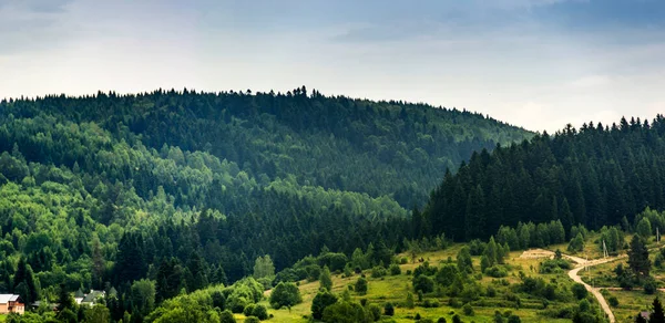 Een Sparrenbos Oekraïense Karpaten Skole Beskids National Nature Park Lviv — Stockfoto