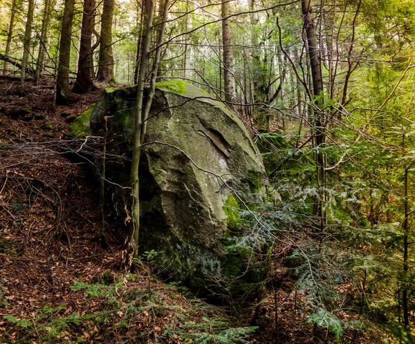 1898 1949年 乌克兰利沃夫地区Skole Beskids国家自然公园 乌克兰人民军战士死亡地点森林中的大石头 — 图库照片