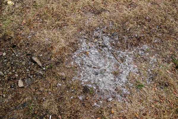 Hår Vilde Dyr Clearing Nær Wolf Mountain Wovcha Gora Ukrainske - Stock-foto