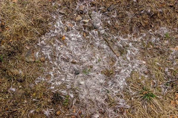 Vlasy Divokých Zvířat Mýtině Blízkosti Wolf Mountain Wovcha Gora Ukrajinských — Stock fotografie