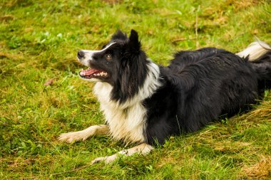 bir şirin kenar kömür ocağı çimlere oturup Close-Up