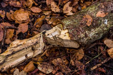 Balta ile doğradıktan sonra yakın plan bir tahta parçası.