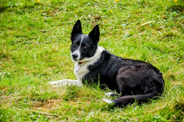 bir şirin kenar kömür ocağı çimlere oturup Close-Up