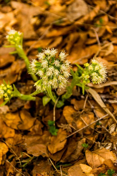 Gros Plan Jeunes Plants Butterbur Blanc Petasites Albus Fleurs Dans — Photo