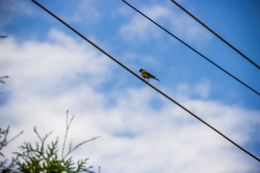 Bir tel üzerinde tünemiş Avrupalı Robin (erithacus rubecula)