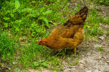 Bahçedeki büyük kırmızı tavuğun yakın çekimi.