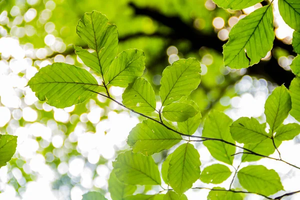 Foglie Faggio Verde Con Sfondo Sfocato — Foto Stock