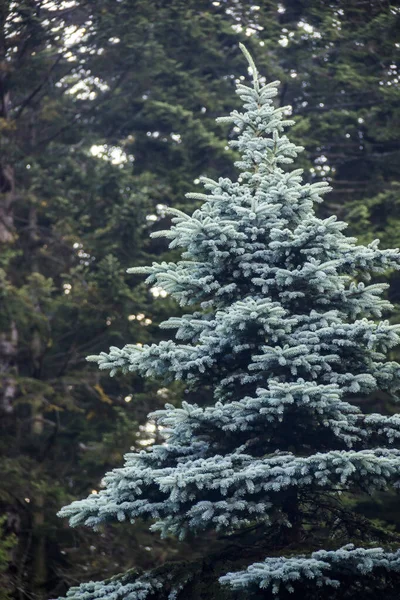 若い青いトウヒの木のクローズアップ Picea Pungen — ストック写真
