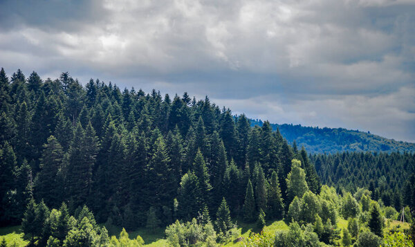 A forest landscape in the carpathian mountains, Skole Beskids National Nature Park, Lviv region of Ukraine