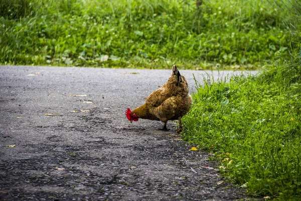 Крупный План Большой Красной Курицы Дворе — стоковое фото