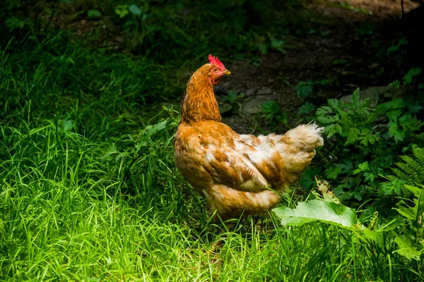 院子里一只红色大母鸡的特写镜头 — 图库照片