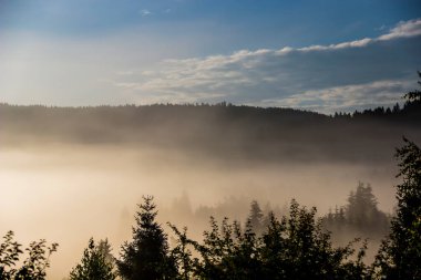 misty landscape with spruce carpathian forest before sunrise, Lviv region, Ukraine