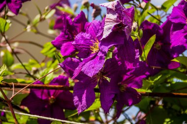 Mor klematit çiçeklerinin çiçek açtığı yakın plan.