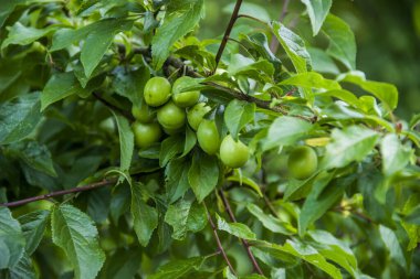 Bir ağacın dalındaki erik ağacının olgunlaşmamış yeşil meyvelerinin yakın çekimi.