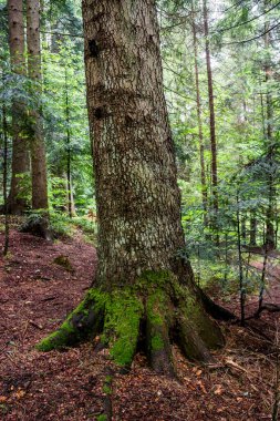 Ormandaki çam ağacının gövdesine yakın çekim.