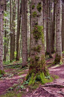 Ukrayna 'nın Ukrayna Karpatya, Skole Beskids Ulusal Doğa Parkı, Ukrayna' nın Lviv bölgesindeki ormandaki birçok ladin sandığının yakın çekimi.
