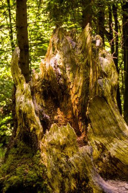 Ormanda yosunlu büyük bir ladin kütüğünün yakın çekimi.