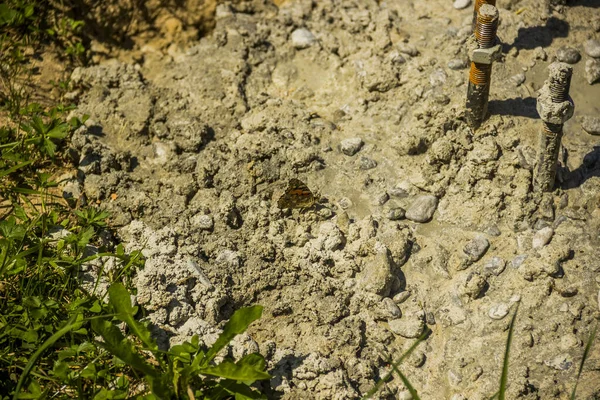 close-up of the painted lady butterfly (Vanessa cardui) on concrete construction site