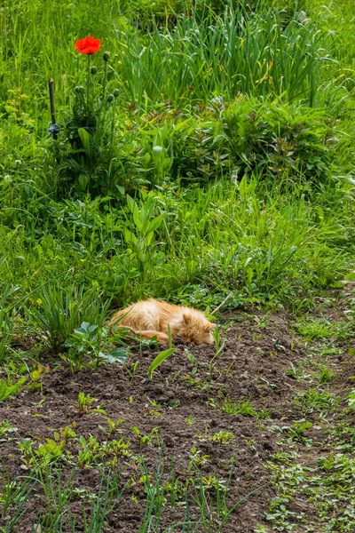 Large Red Cat Sleeps Ground Vegetable Garden Blooming Red Poppies — Stock Photo, Image