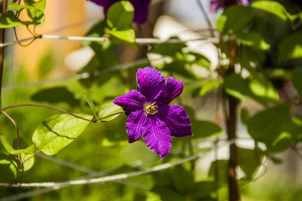 Mor klematit çiçeklerinin çiçek açtığı yakın plan.