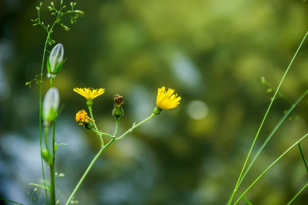 牧草地で一本の黄色の花が咲く — ストック写真