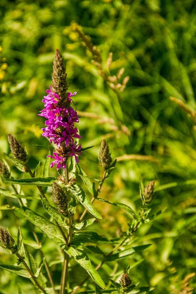 Nahaufnahme Einer Blühenden Purpurfliege Lythrum Salicaria Auf Der Wiese — Stockfoto