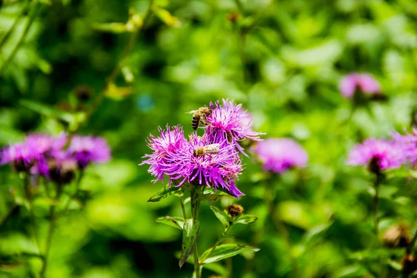 Zwei Bienen Auf Blühenden Blüten Des Tiroler Tornados Centaurea Nigrescens — Stockfoto